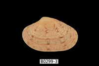 藏品(粗肋橫簾蛤)的圖片